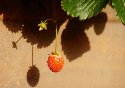 Close-up of strawberry growing on plant