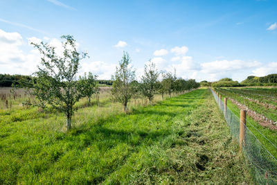 Scenic view of agricultural field against sky