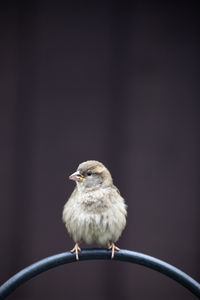 Close-up of bird perching on a wall