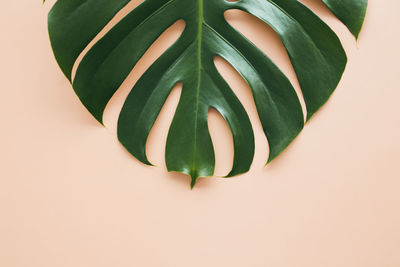 High angle view of potted plant against white background
