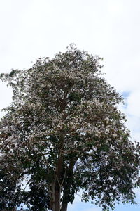 Low angle view of tree against clear sky