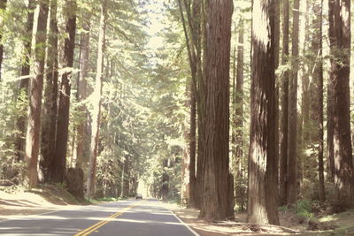 Road amidst trees in forest