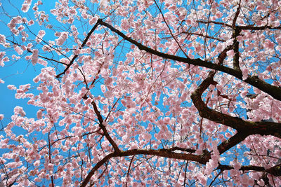 Low angle view of pink flowering tree