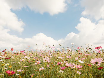 Close-up of flowering plants on field against sky