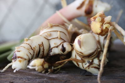 Close-up of a young food on table