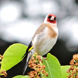 Close-up of bird perching on leaves