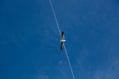 Low angle view of airplane flying against blue sky