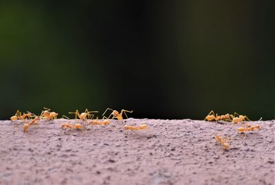 Close-up of ant on leaves