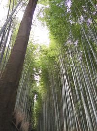 View of bamboo trees in forest
