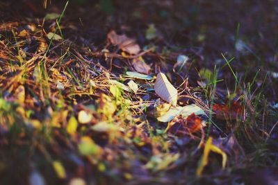 Close-up of dry leaves on field