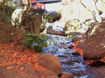 Plants in water