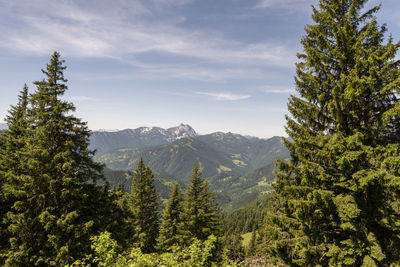 Pine trees in forest against sky