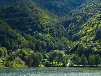 Scenic view of river amidst trees in forest