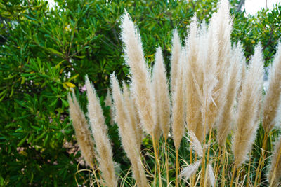 Close-up of plants growing on field