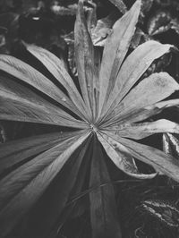 Close-up of leaves