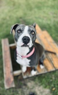 Close-up of pit bull