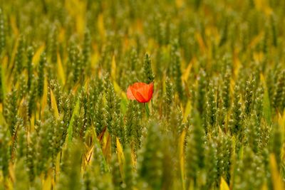 Poppy blooming amidst wheat field