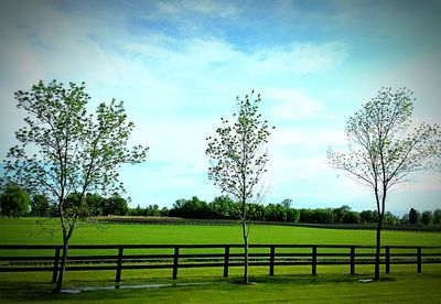 Scenic view of grassy field against sky