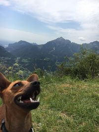 Dog on field against sky