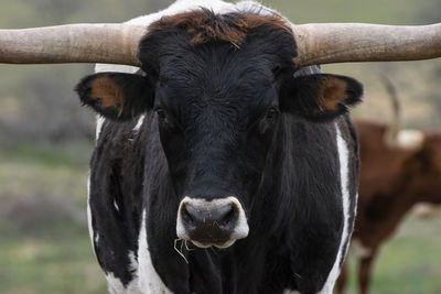 Close-up portrait of cow