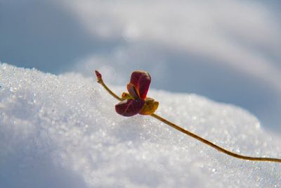 Close-up of snow on plant