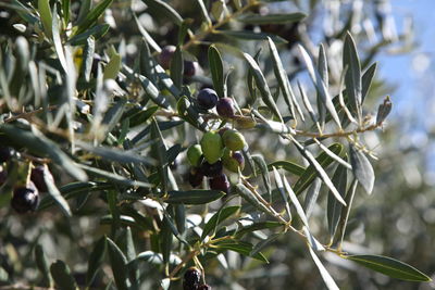 Close-up of fruit growing on tree