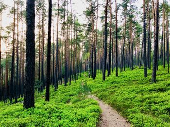 Panoramic view of pine trees in forest