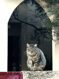 Portrait of cat sitting on window