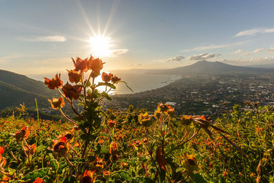 Scenic view of flowering plants against sky