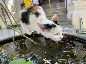 Close-up of a cat drinking water