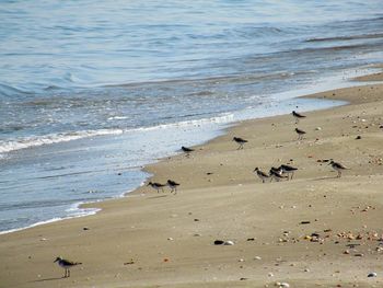 High angle view of birds on beach