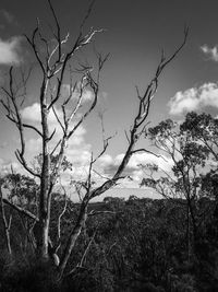 Trees on field against sky