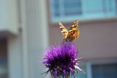 Butterfly perching on purple flower during sunny day