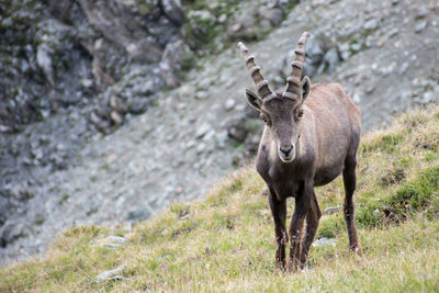 Deer standing on field