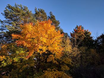 View of autumnal trees against clear sky