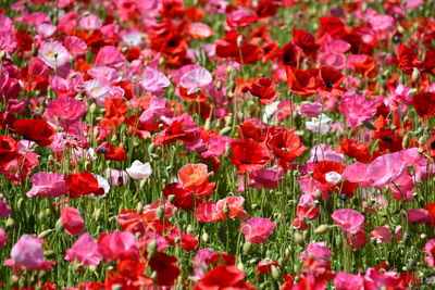 Full frame shot of pink flowering plants on field