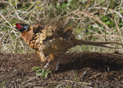 Pheasant shaking in dirt