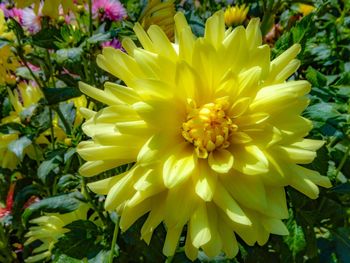 Macro shot of yellow flower