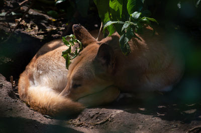 View of a sleeping resting