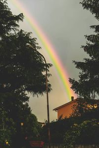 Rainbow over trees