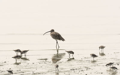 Birds on beach