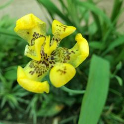 Close-up of yellow flower