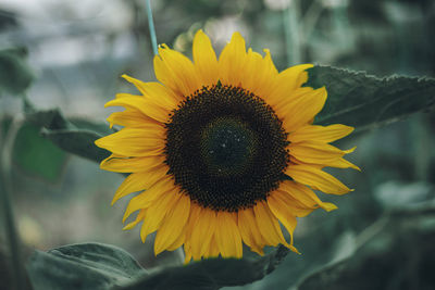 Close-up of sunflower growing in greenhouse