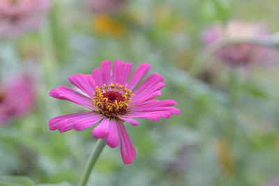 Close-up of pink flower