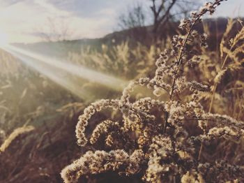 Close-up of frozen plant on land