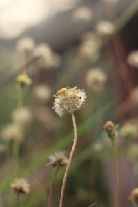 Close-up of wilted dandelion flower on field