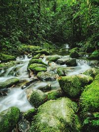 Scenic view of waterfall in forest