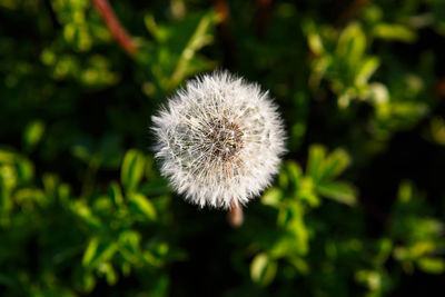 Close-up of dandelion against blurred background