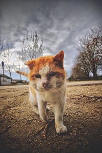 Cat in a field