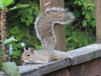 Close-up of squirrel on a wooden railing 